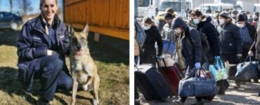 Cani poliziotto durante la fuga con l'agente