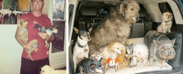 animali anziani in auto