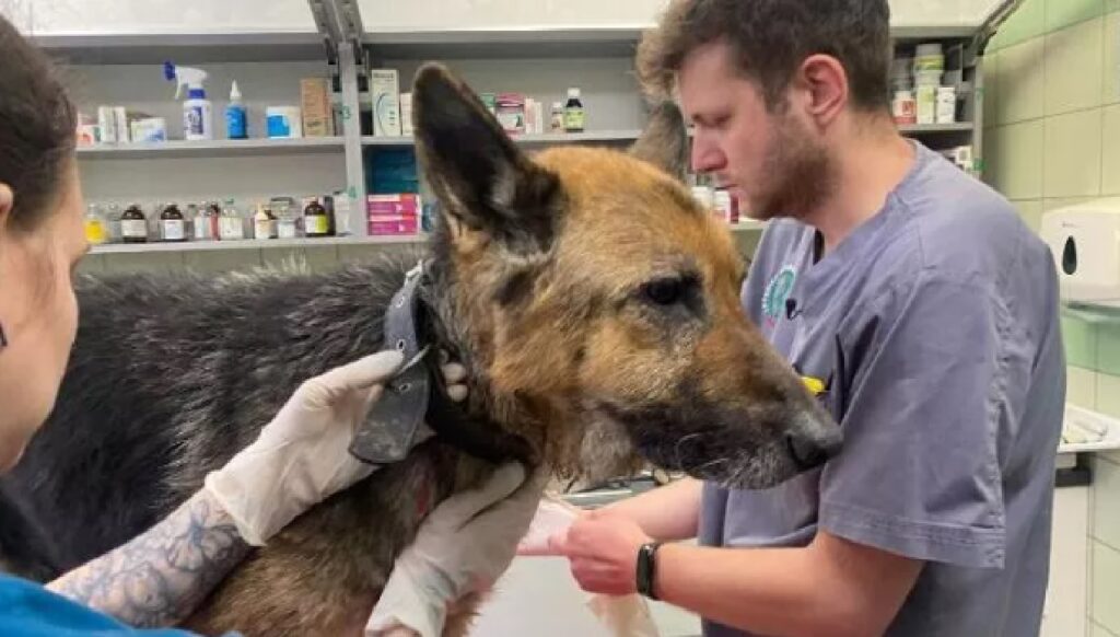 animali in fuga veterinari guerra