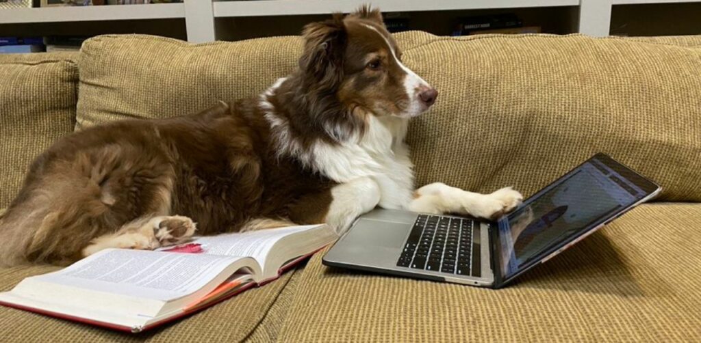 La maestra chiede ai suoi studenti si inviare le foto dei loro animali domestici che fanno i compiti