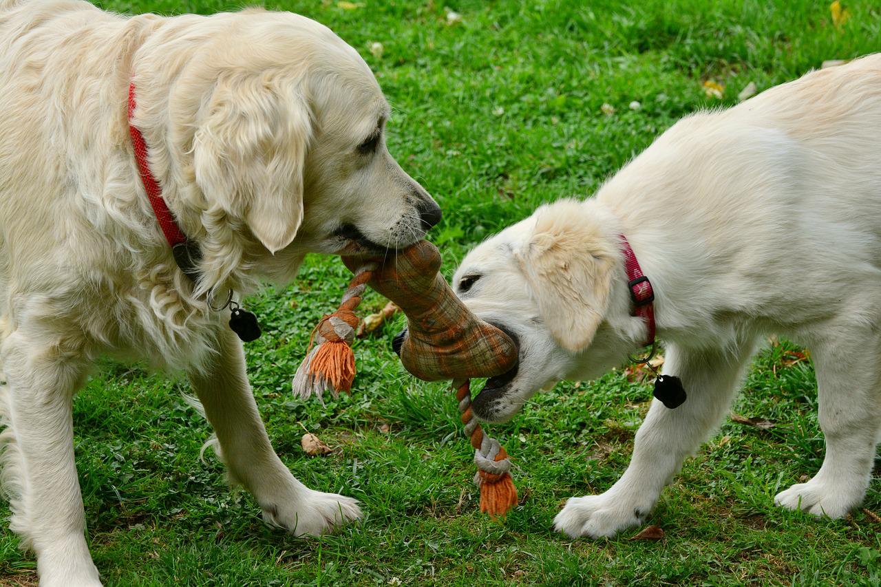 attività da proporre al cane