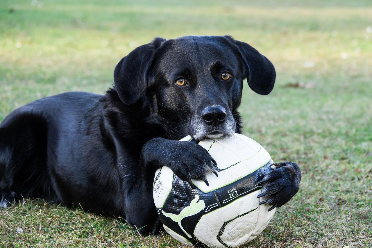 attività da proporre al cane