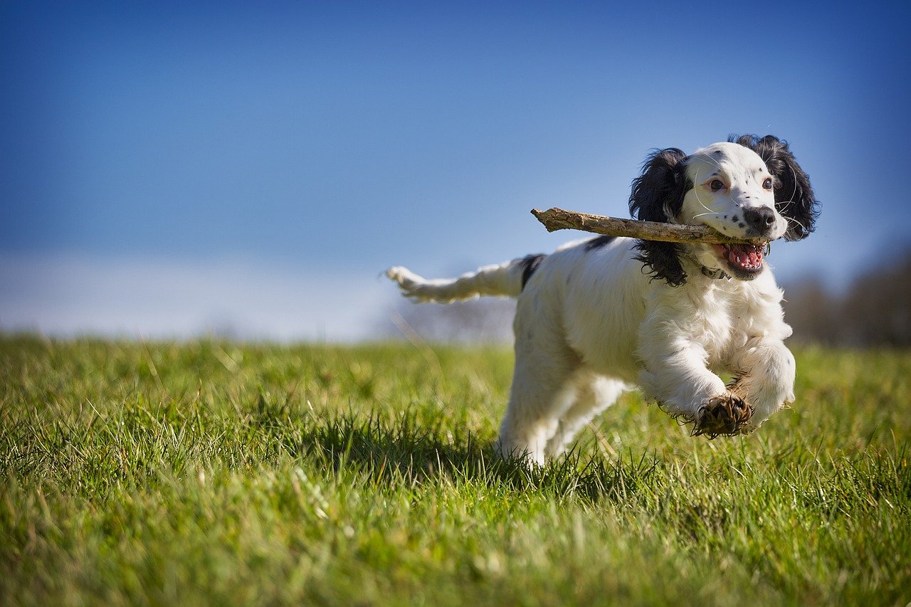 attività da proporre al cane