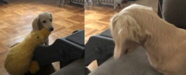 La delusione di questo cane bassotto dopo aver portato il suo gioco sul divano è palese, il video lo testimonia
