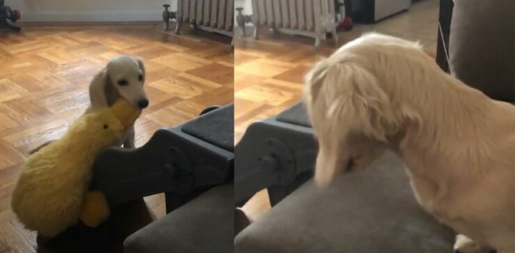 La delusione di questo cane bassotto dopo aver portato il suo gioco sul divano è palese, il video lo testimonia