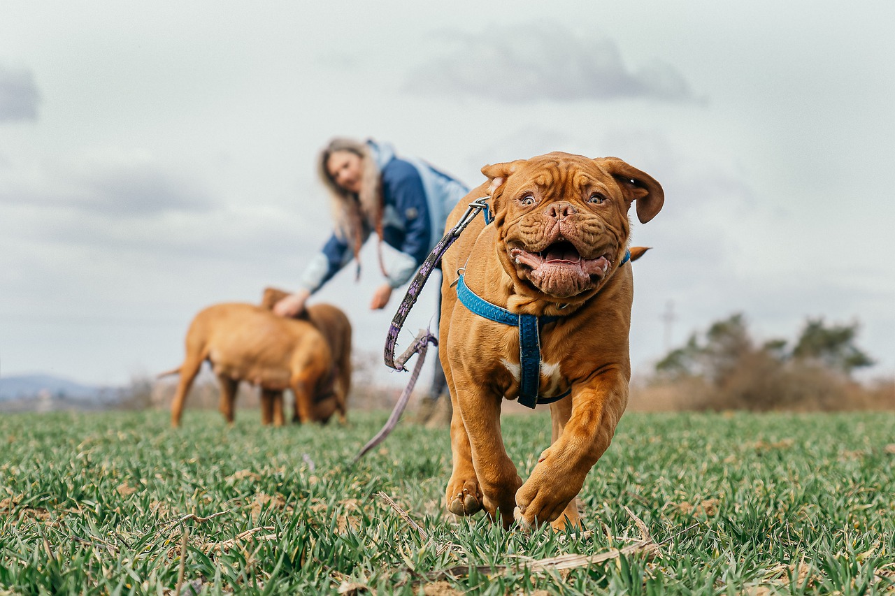 benefici cane con il gioco