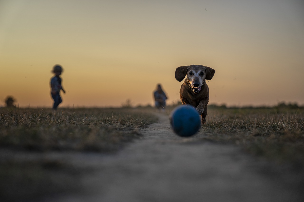 benefici cane con il gioco