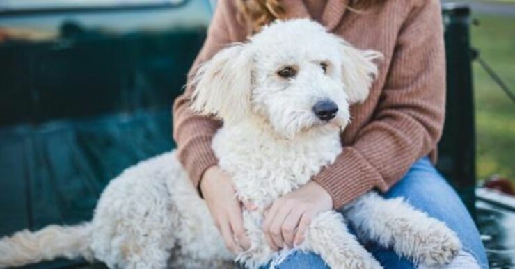 benefici cane con il gioco