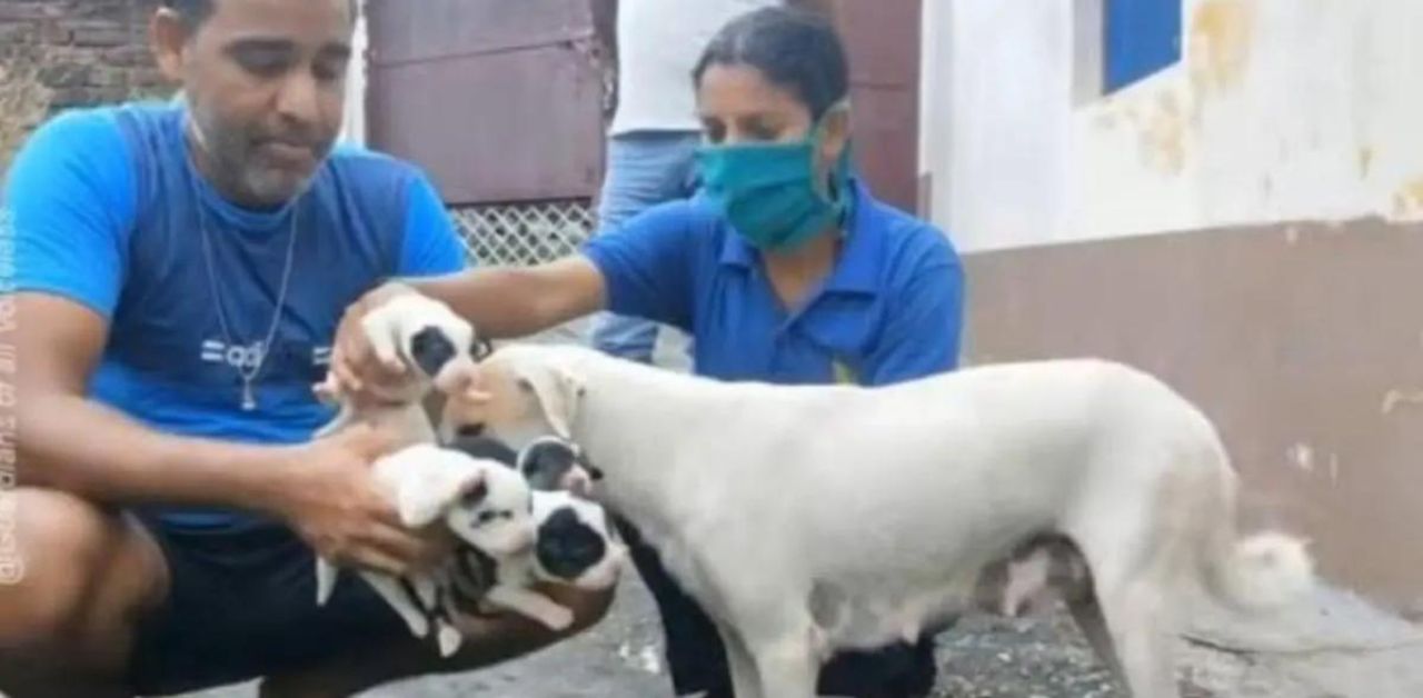 Cagnolina incinta viene recuperata dalla strada da alcuni volontari e portata dal veterinario per partorire