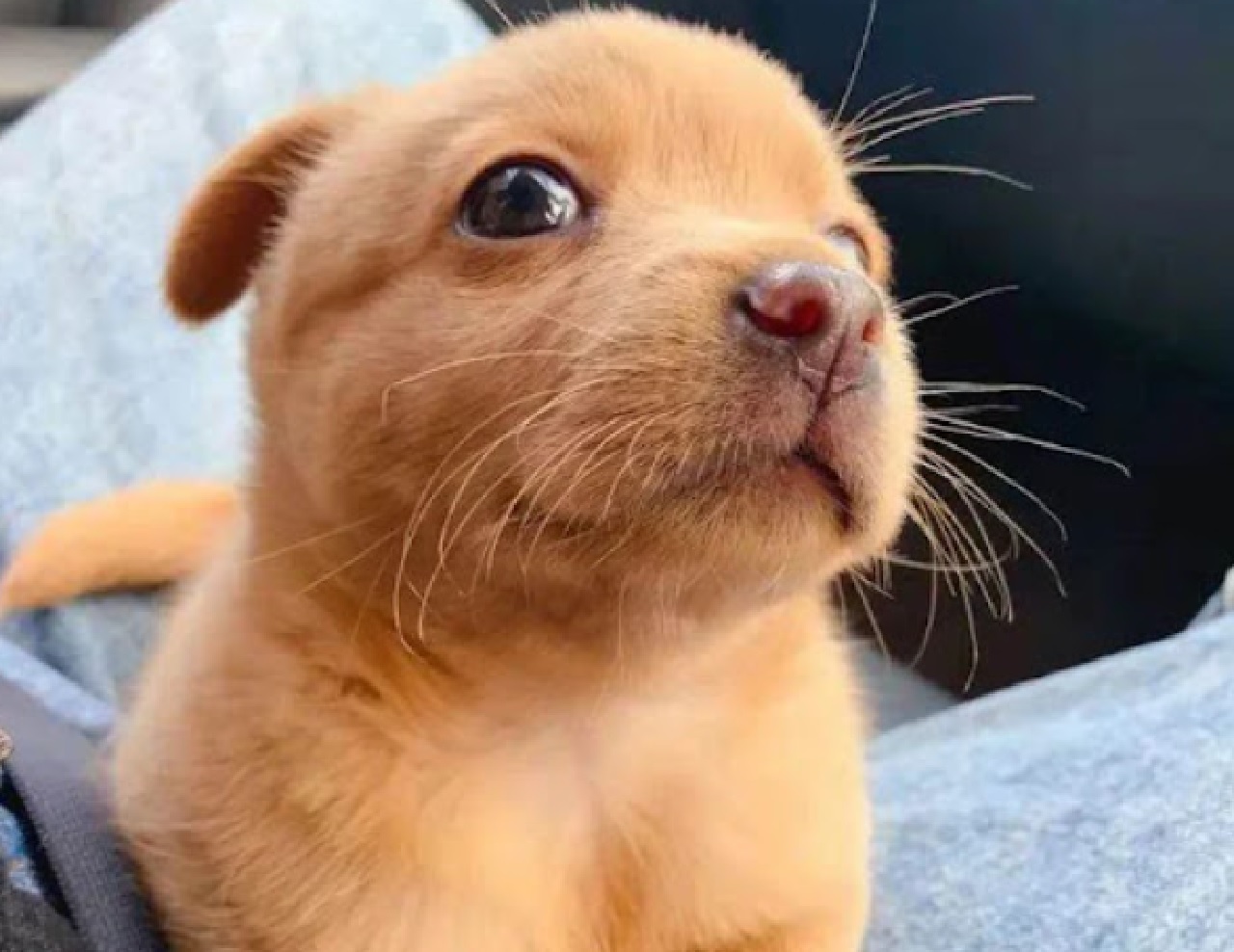 Cagnolina diffusione gioia lavoro