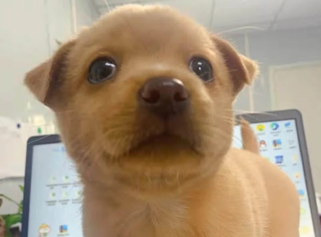 cagnolina diffusione gioia amore