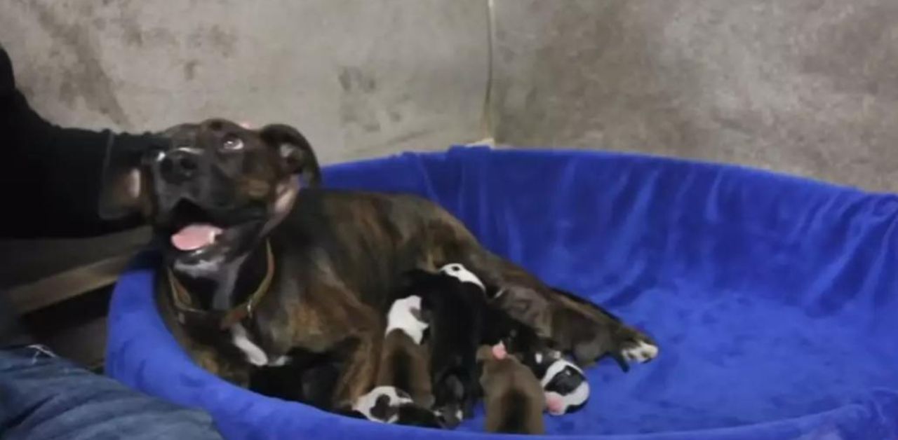 La cagnolina incinta si rifiuta di partorire i suoi cuccioli e va dal veterinario: l'ecografia lascia tutti spiazzati