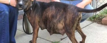 La cagnolina incinta si rifiuta di partorire i suoi cuccioli e va dal veterinario: l'ecografia lascia tutti spiazzati