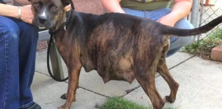 La cagnolina incinta si rifiuta di partorire i suoi cuccioli e va dal veterinario: l'ecografia lascia tutti spiazzati