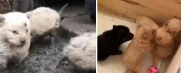 Cagnolina intrappolata nel fango insieme ai suoi cuccioli viene salvata (VIDEO)