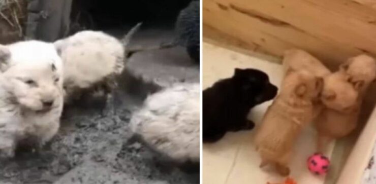 Cagnolina intrappolata nel fango insieme ai suoi cuccioli viene salvata (VIDEO)