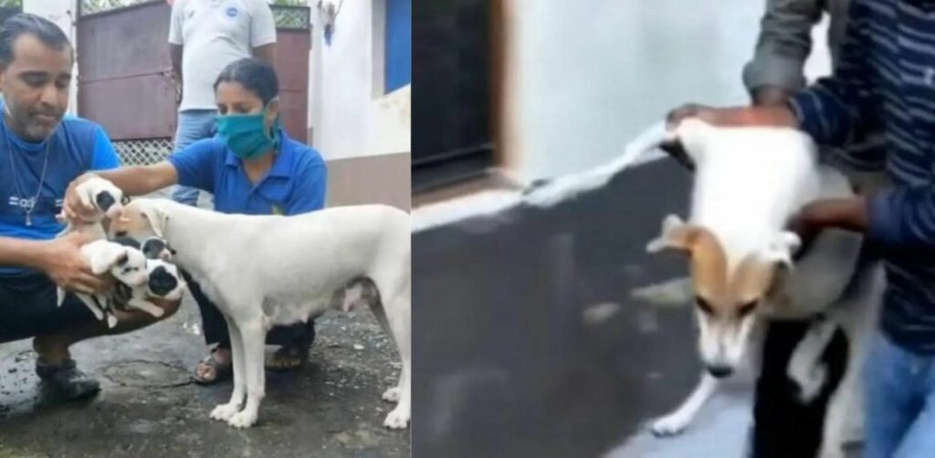 Cagnolina incinta viene recuperata dalla strada da alcuni volontari e portata dal veterinario per partorire