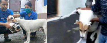 Cagnolina incinta viene recuperata dalla strada da alcuni volontari e portata dal veterinario per partorire
