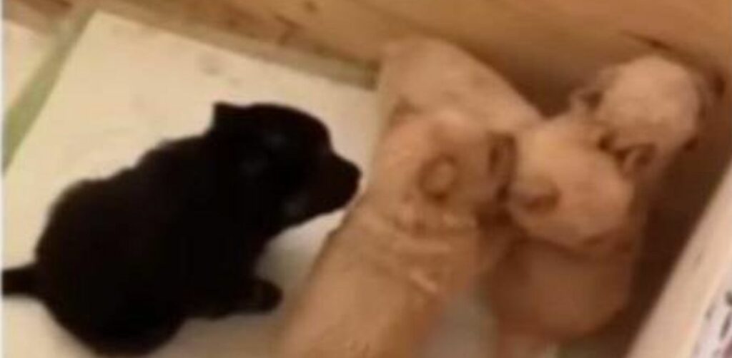 Cagnolina intrappolata nel fango insieme ai suoi cuccioli viene salvata (VIDEO)