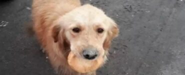 Cagnolino randagio vaga con un pezzo di pane in bocca perché non sapeva quando sarebbe arrivato il suo prossimo pasto