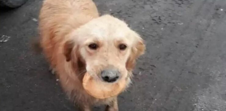 Cagnolino randagio vaga con un pezzo di pane in bocca perché non sapeva quando sarebbe arrivato il suo prossimo pasto