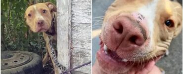 Cagnolino al guinzaglio pregava i passanti con lo sguardo di aiutarlo