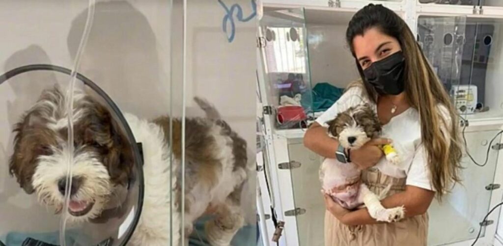 Cagnolino va dal veterinario per essere soppresso, ma il medico lo adotta