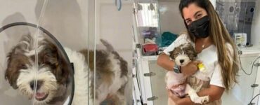 Cagnolino va dal veterinario per essere soppresso, ma il medico lo adotta