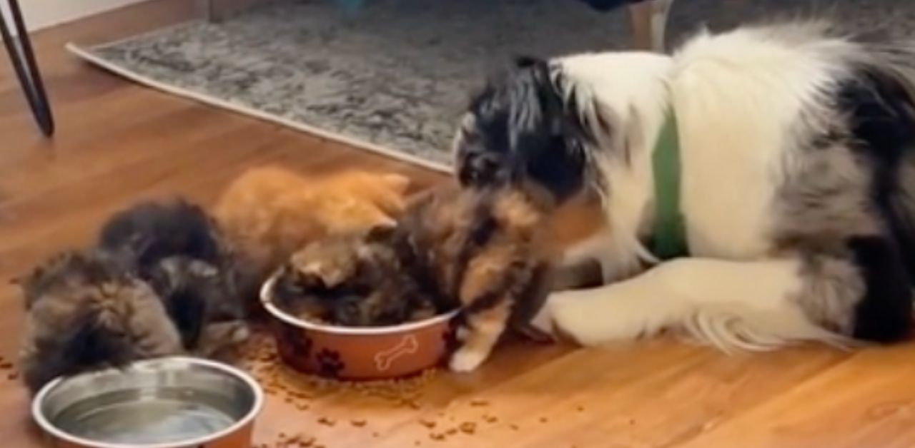 Questo cagnolino è innamorato di un gruppo di gattini orfani (VIDEO)