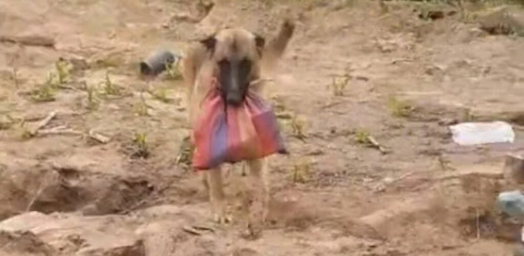 Cagnolino porta la colazione al suo padrone a lavoro