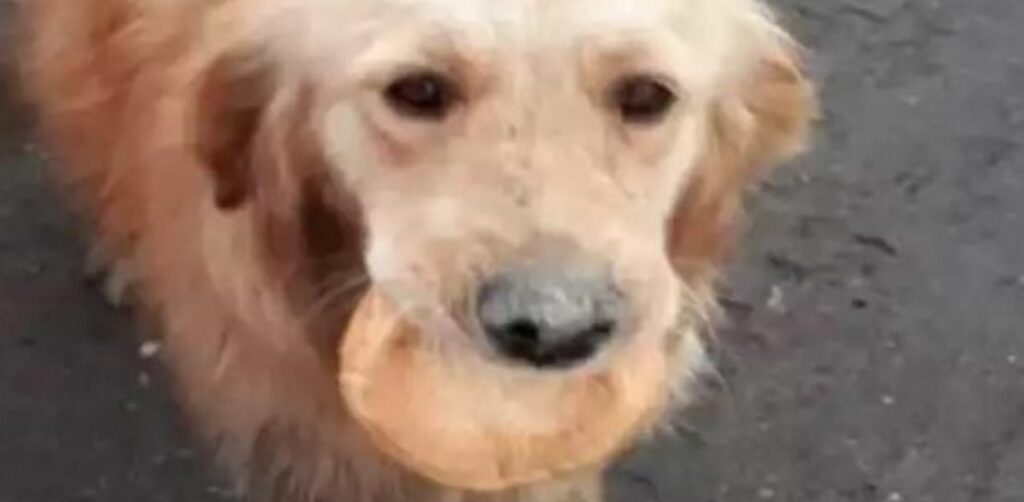 Cagnolino randagio vaga con un pezzo di pane in bocca perché non sapeva quando sarebbe arrivato il suo prossimo pasto