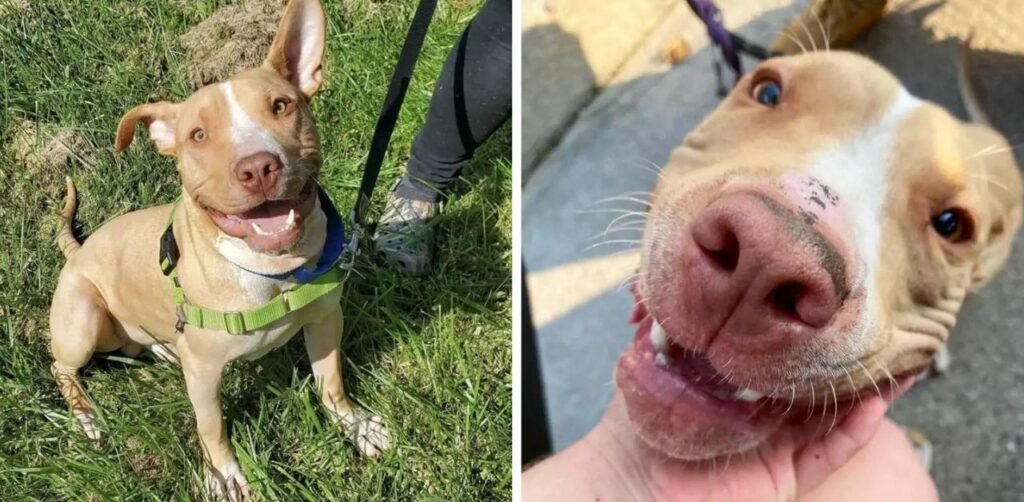 Cagnolino al guinzaglio pregava i passanti con lo sguardo di aiutarlo