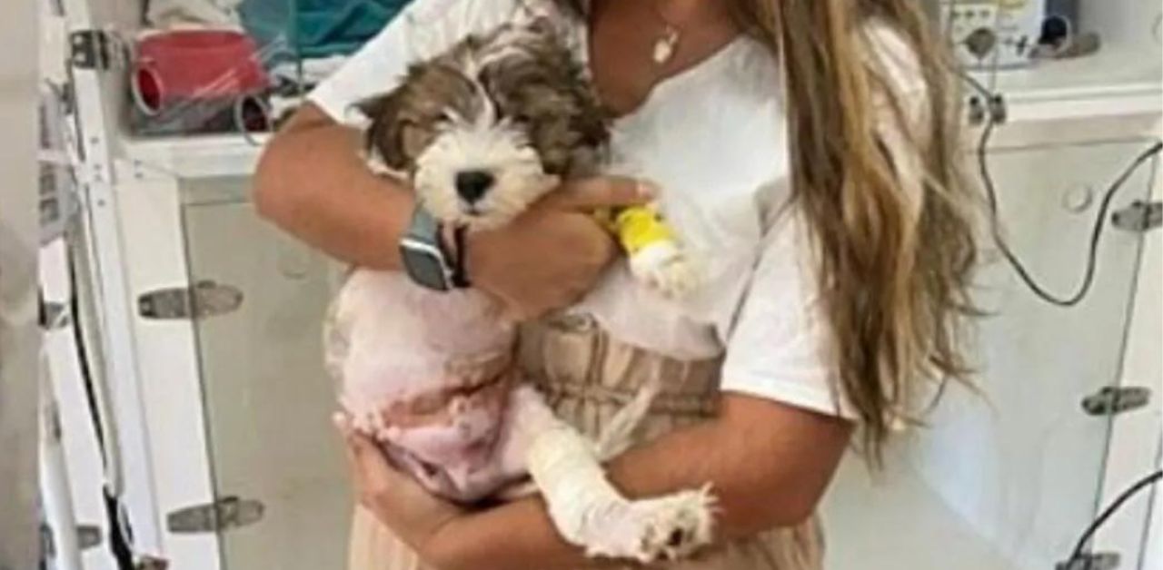 Cagnolino va dal veterinario per essere soppresso, ma il medico lo adotta