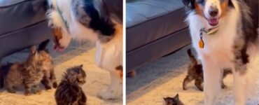 Questo cagnolino è innamorato di un gruppo di gattini orfani (VIDEO)