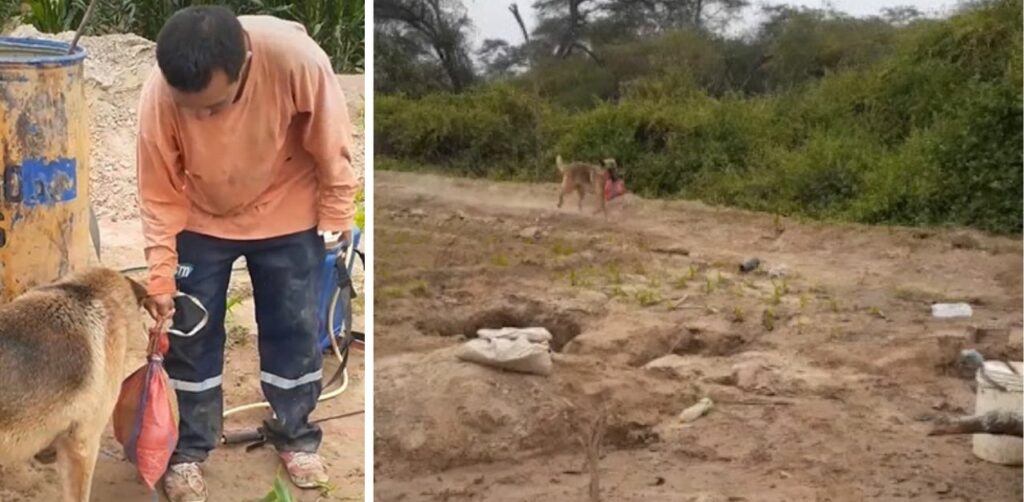 Cagnolino porta la colazione al suo padrone a lavoro