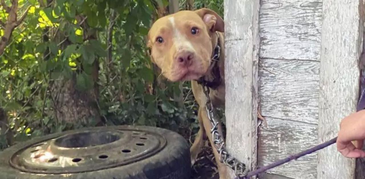 Cagnolino al guinzaglio pregava i passanti con lo sguardo di aiutarlo