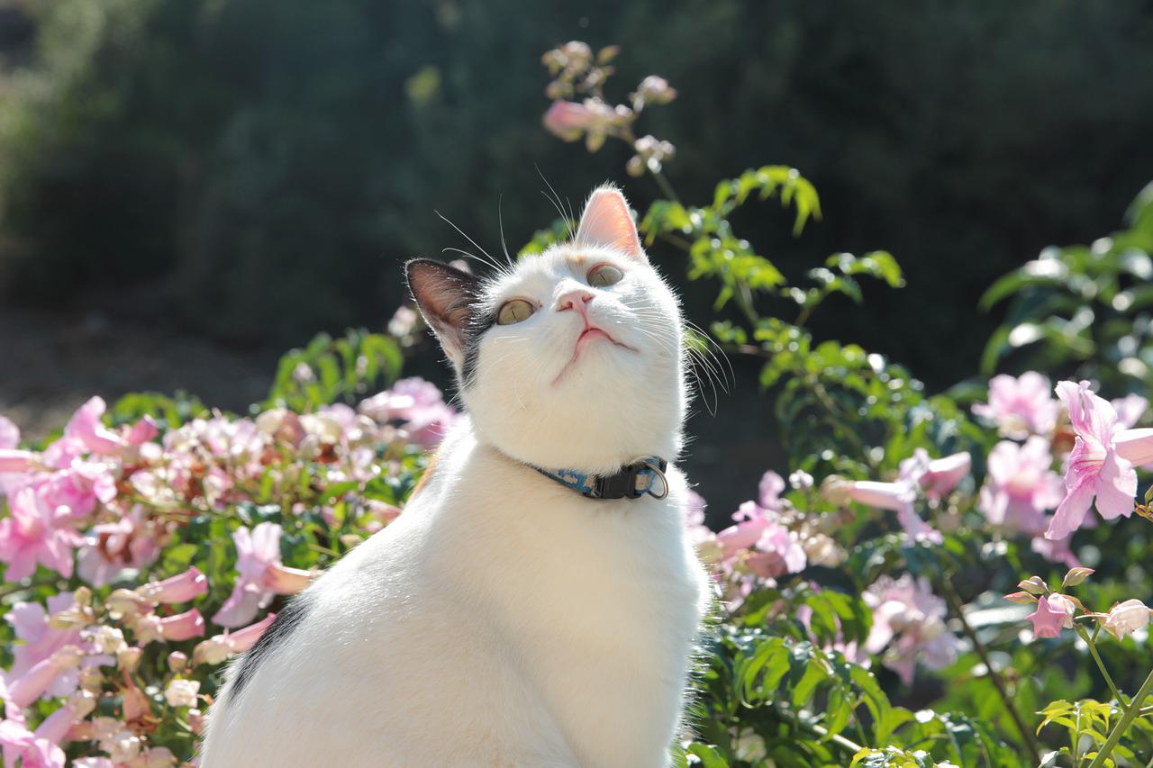 mettere campanellino gatto