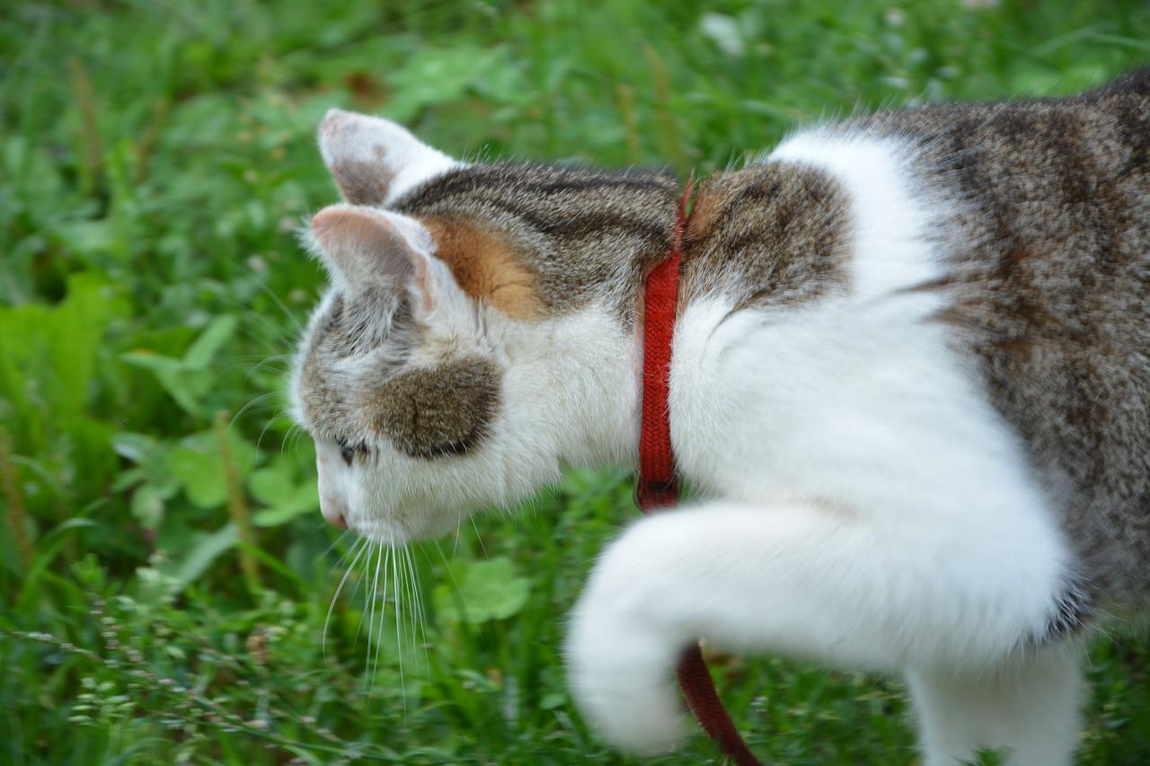 mettere campanellino gatto