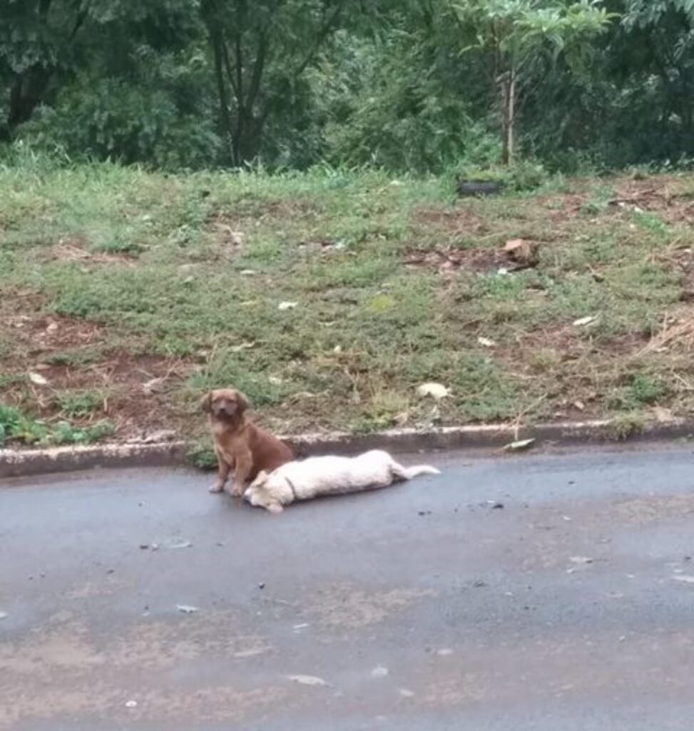 cane veglia amico investito