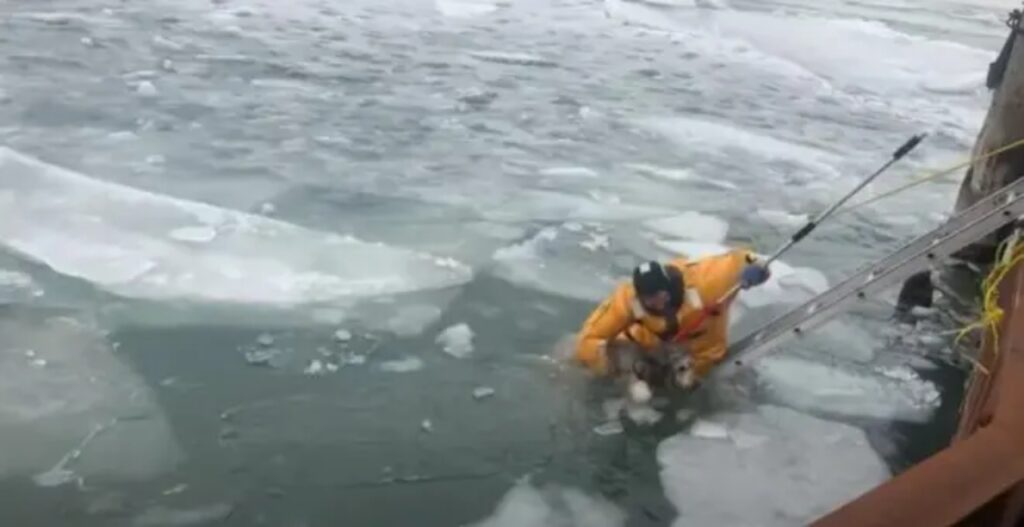 cane portato in salvo dal soccorritore