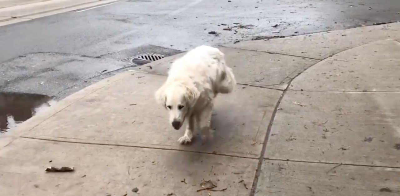 Il video dell'ultima straziante passeggiata di questo cane