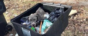 Mamma cane disperata viene gettata nella spazzatura