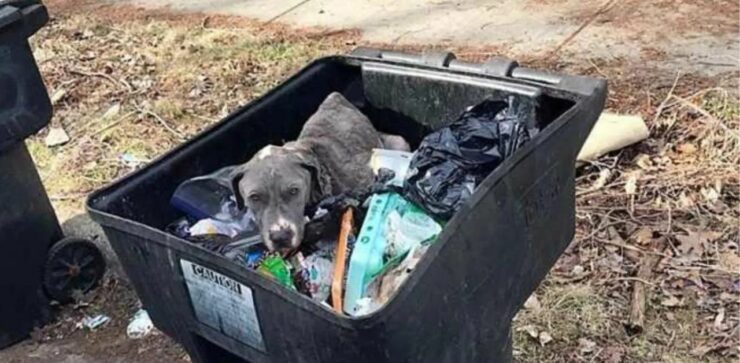 Mamma cane disperata viene gettata nella spazzatura