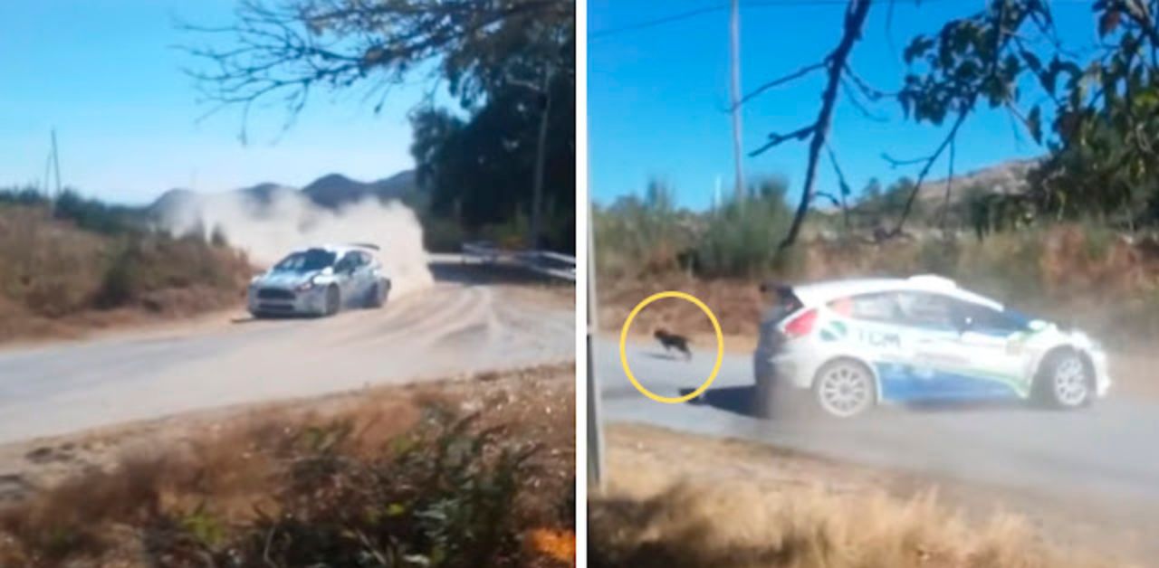 L'autista rinuncia alla vittoria nella gara per fermarsi a soccorrere un cane randagio