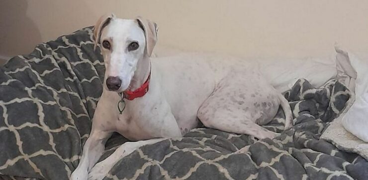 Cane randagio continua ad essere abbandonato nei canili perché è una "razza indesiderabile"