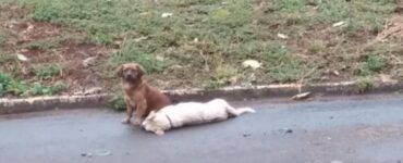 cane fedele veglia il suo amico investito