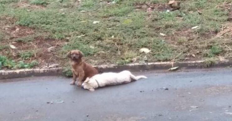 cane fedele veglia il suo amico investito