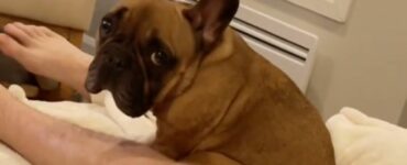 La reazione disperata di questo cane alla vista del neonato intenerisce il web