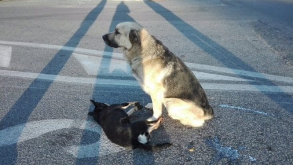 cane veglia l'amico investito a Roma