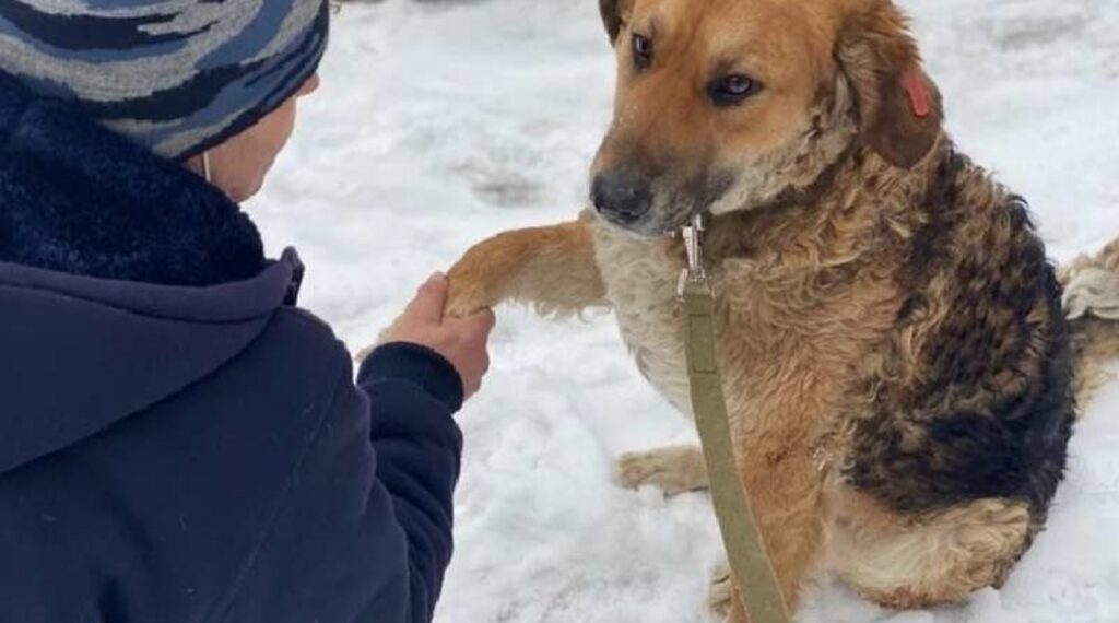 cane randagio da la zampa alla sua adottante